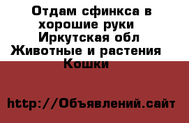 Отдам сфинкса в хорошие руки - Иркутская обл. Животные и растения » Кошки   